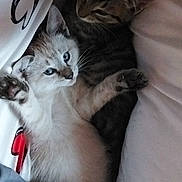Siham participe au concours pour gagner de l'argent avec cette photo : kitten, cat, pets, cute, snuggling, bed, blanket, fur, paw, whiskers, sleepy, indoor, resting, animal, friendship, cozy, young, mammal, two, closeup