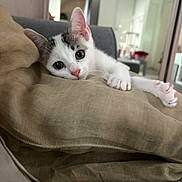 Racaille a rejoint le concours — aidez-le/la à gagner de superbes lots ! kitten, cat, pet, indoor, cushion, beige, cute, animal, feline, paw, relaxed, living_room, cozy, curious, soft_light, fur, whiskers, small, domestic, resting