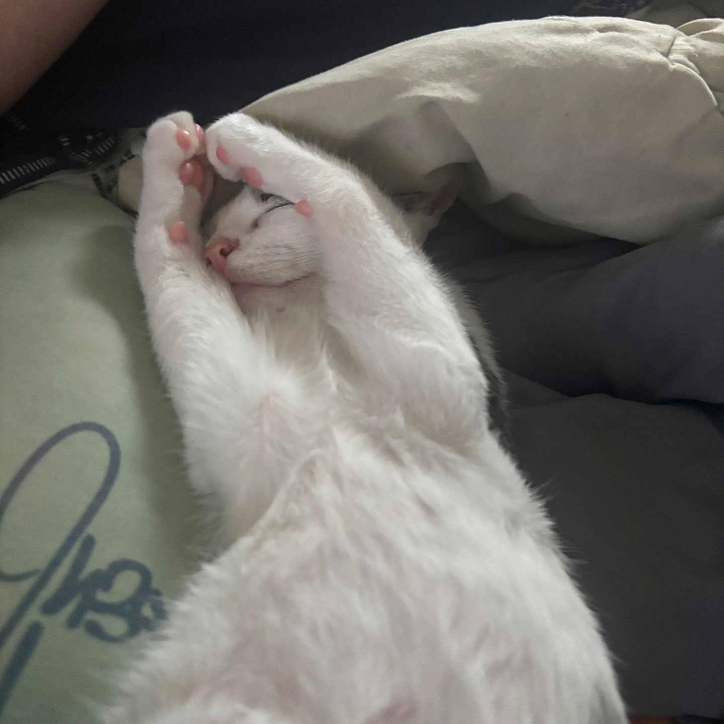 Racaille a rejoint le concours — aidez-le/la à gagner de superbes lots ! animal, bed, blanket, cat, closeup, comfort, cozy, cute, feline, grey_fur, indoor, paws, pet, pillow, relaxing, resting, sleeping, soft, stretching, white_fur