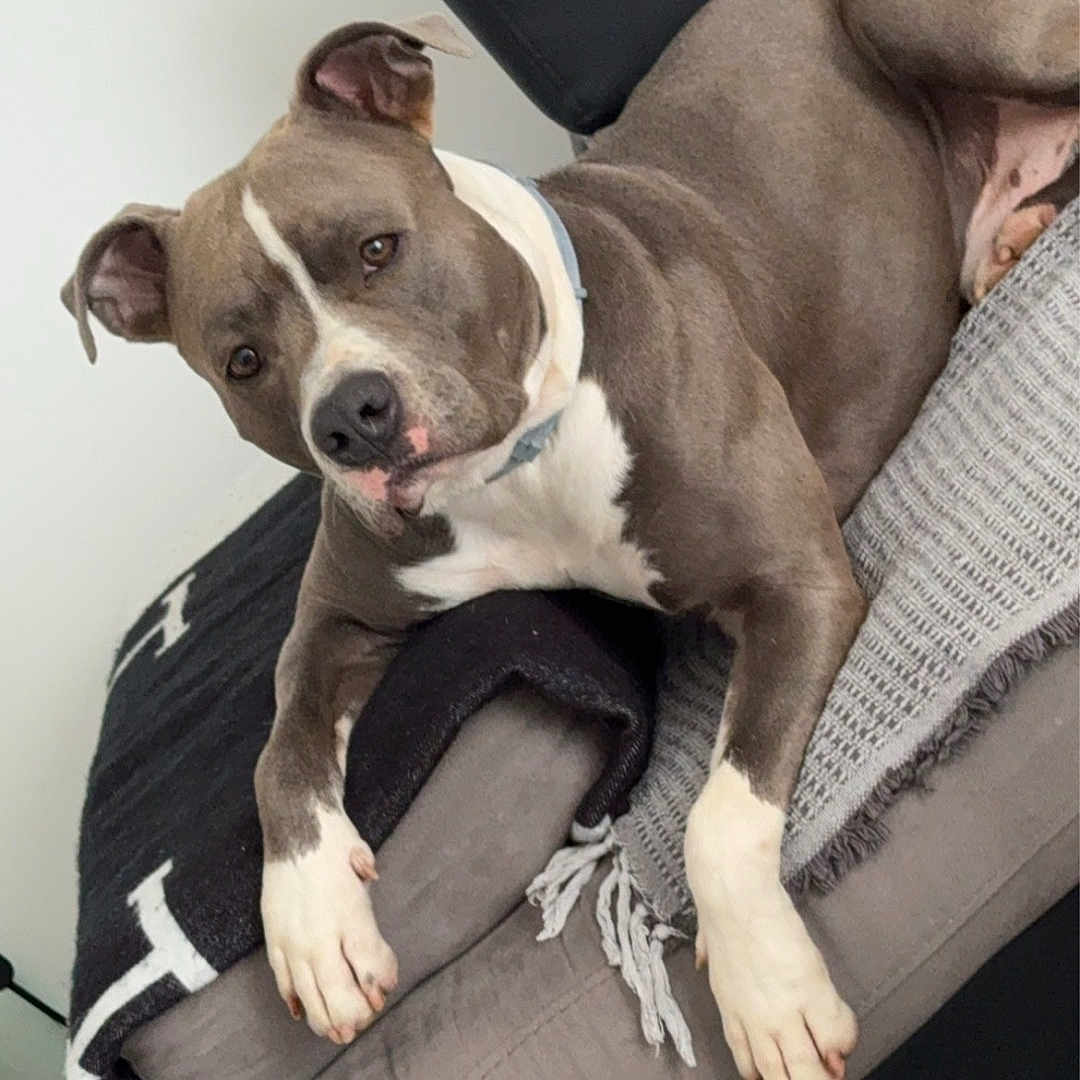 Blue participe au concours pour gagner de l'argent avec cette photo : animal, bostonbull, boxer, bulldog, canine, chair, couch, cushion, dog, frenchbulldog, furniture, homedecor, hound, indoors, interiordesign, pet, pitbull, pointer, puppy, snout