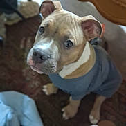 Max joined the competition — help win amazing prizes! puppy, dog, indoor, carpet, brown, blue_shirt, pet, animal, cute, young, ears, eyes, sitting, fur, snout, whiskers, domestic, canine, looking_up, soft_light