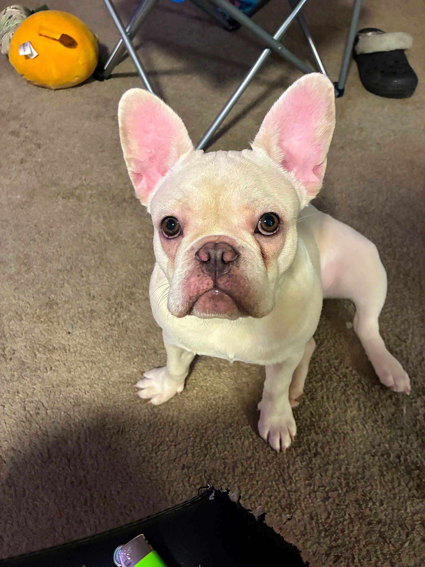 Wynter Jones is registered to the contest to win money with this photo: dog, french_bulldog, puppy, white_dog, carpet, indoors, pet, cute, ears, toy, floor, looking_up, animal, pet_toy, shoe, furniture, legs, playful, young_dog, companion
