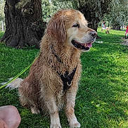 Nemo participe au concours pour gagner de l'argent avec cette photo : dog, golden_retriever, wet_fur, grass, park, tree, outdoor, sunny, leash, pet, canine, happy, nature, animal, sitting, tongue_out, daytime, people, relaxing, summer