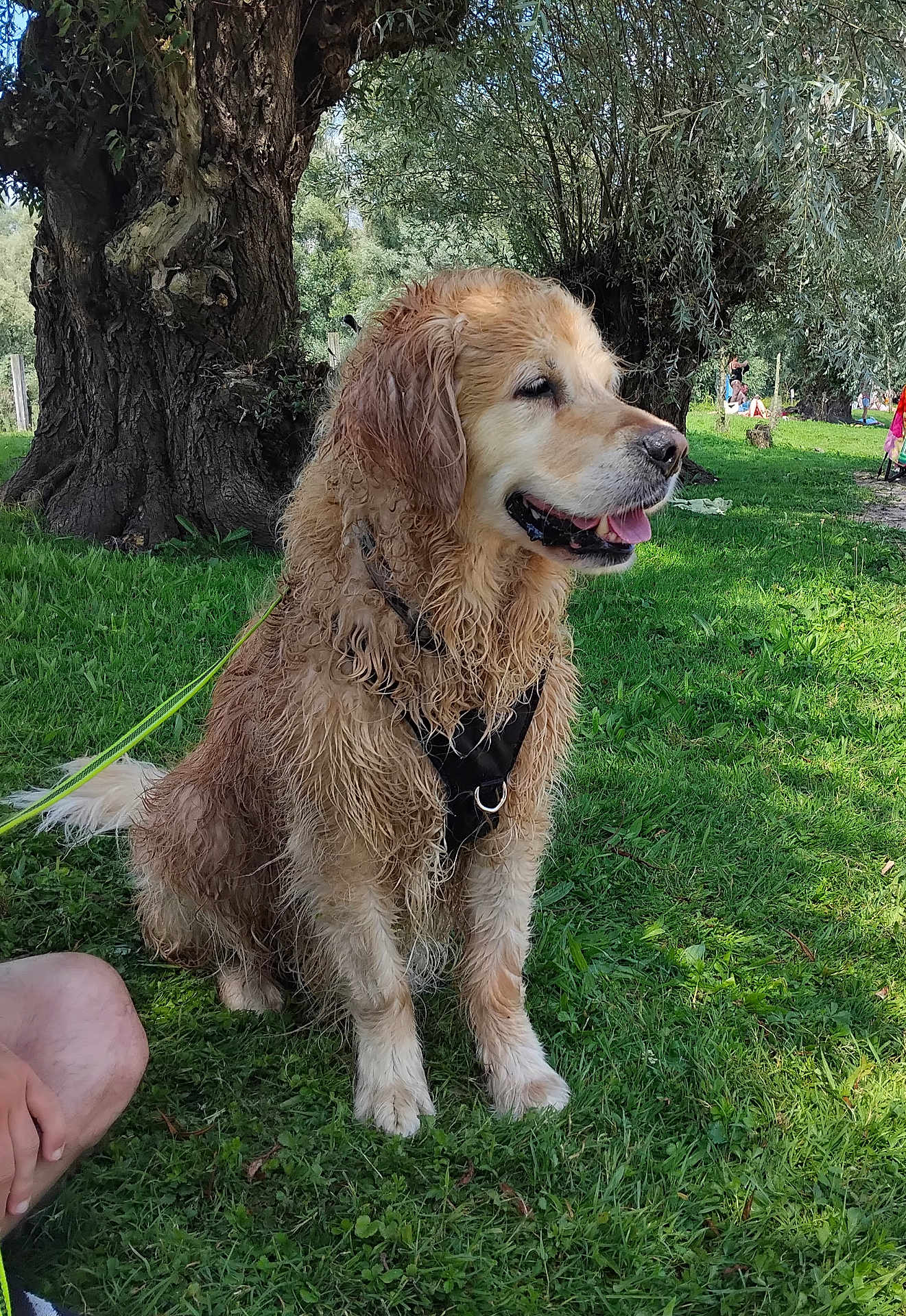 Nemo participe au concours pour gagner de l'argent avec cette photo : dog, golden_retriever, wet_fur, grass, park, tree, outdoor, sunny, leash, pet, canine, happy, nature, animal, sitting, tongue_out, daytime, people, relaxing, summer