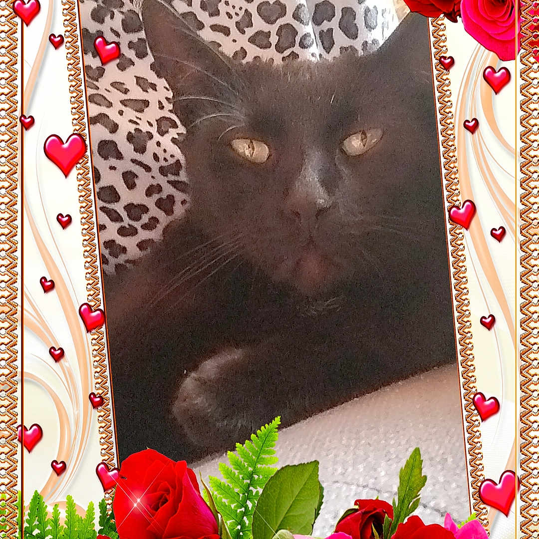 Guizmo a rejoint le concours — aidez-le/la à gagner de superbes lots ! animal, black_cat, cat, closeup, cushion, cute, decorative_frame, floral_border, green_leaves, hearts, indoor, leopard_print, love_theme, pet, pink_roses, portrait, red_roses, relaxed, roses, sparkles