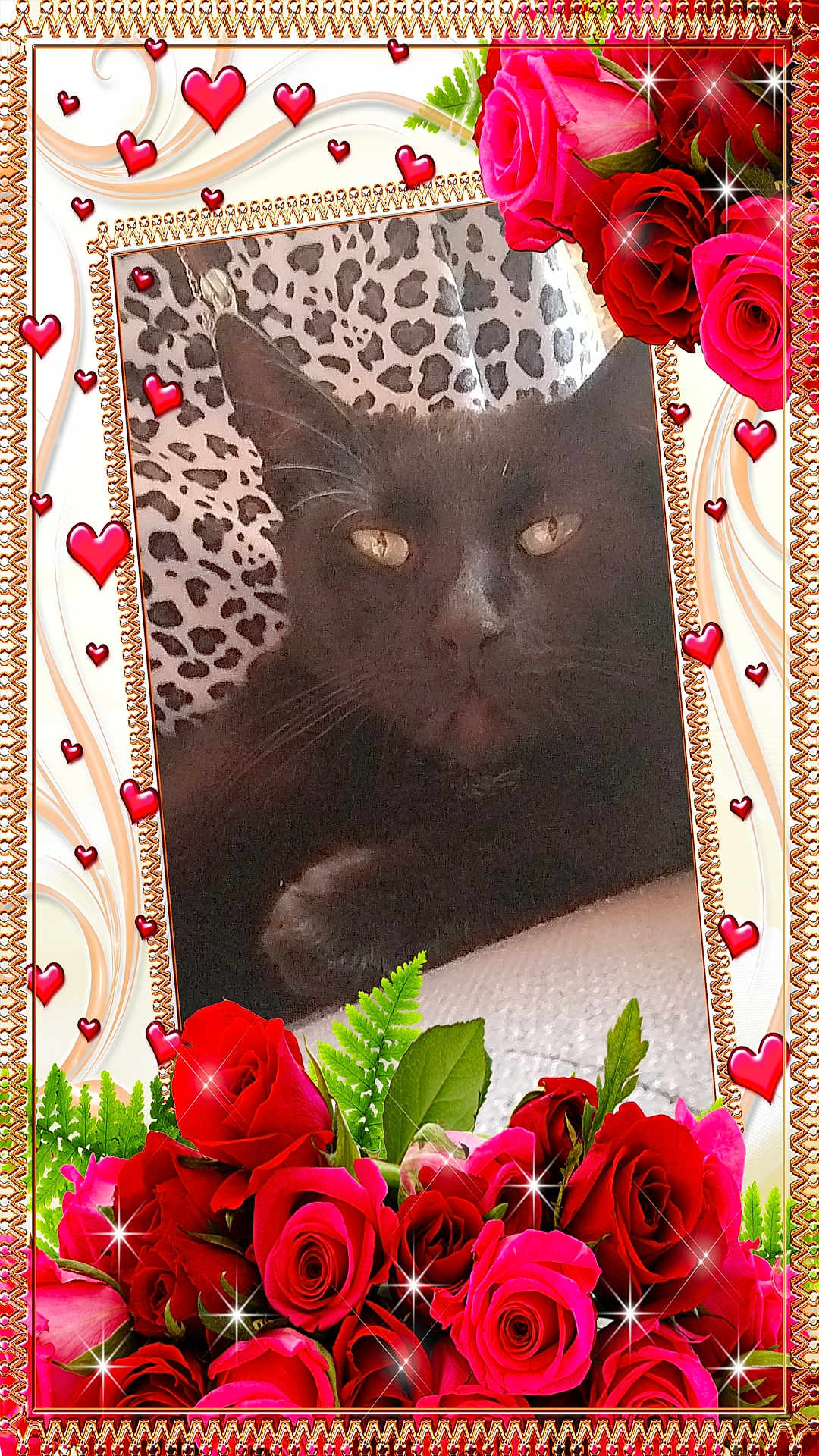 Guizmo a rejoint le concours — aidez-le/la à gagner de superbes lots ! cat, black_cat, leopard_print, cushion, roses, red_roses, pink_roses, green_leaves, hearts, sparkles, floral_border, closeup, pet, indoor, relaxed, animal, cute, portrait, decorative_frame, love_theme