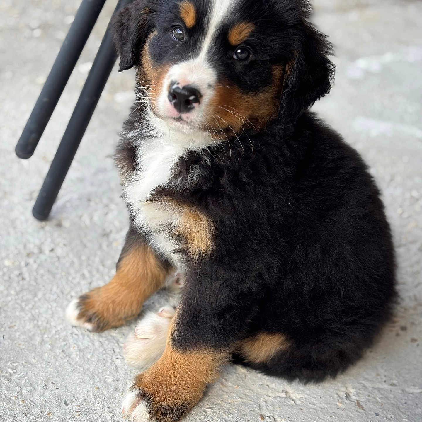 Baboche participe au concours pour gagner de l'argent avec cette photo : accessories, animal, appenzeller, beagle, canine, cat, cockerspaniel, collie, dog, hound, husky, leash, lesserpanda, papillon, pet, puppy, slate, snout, strap, terrier