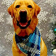 Hamilton is registered to the contest to win money with this photo: dog, golden_retriever, bandana, blue, smiling, pet, holiday, winter, snowflake, decorations, festive, portrait, indoor, cute, animal, fur, canine, christmas, background, happy