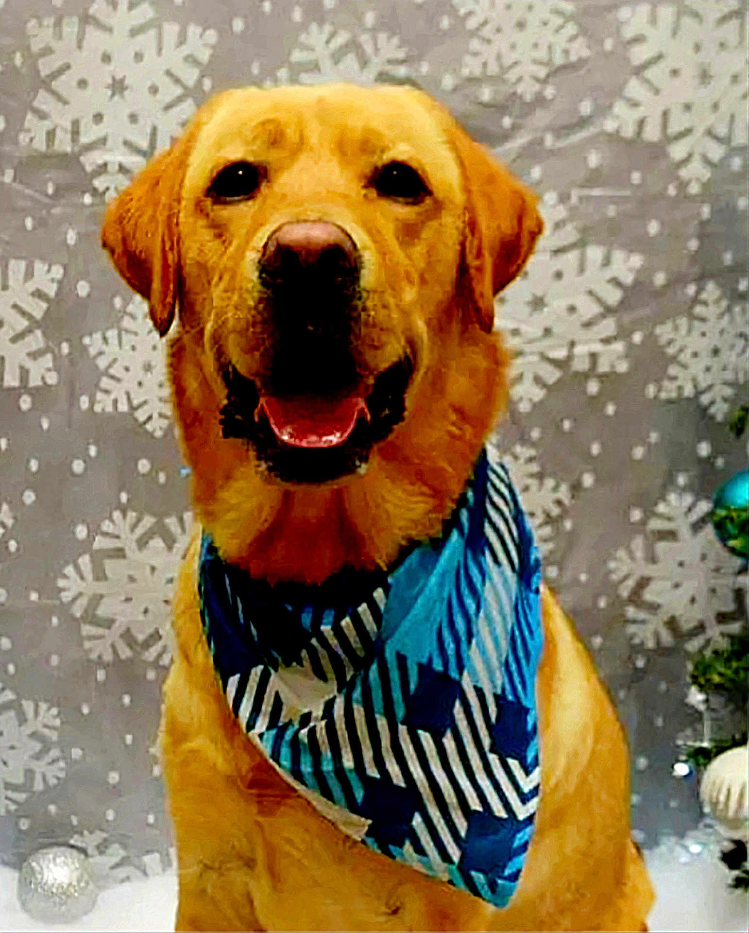 Hamilton is registered to the contest to win money with this photo: dog, golden_retriever, bandana, blue, smiling, pet, holiday, winter, snowflake, decorations, festive, portrait, indoor, cute, animal, fur, canine, christmas, background, happy