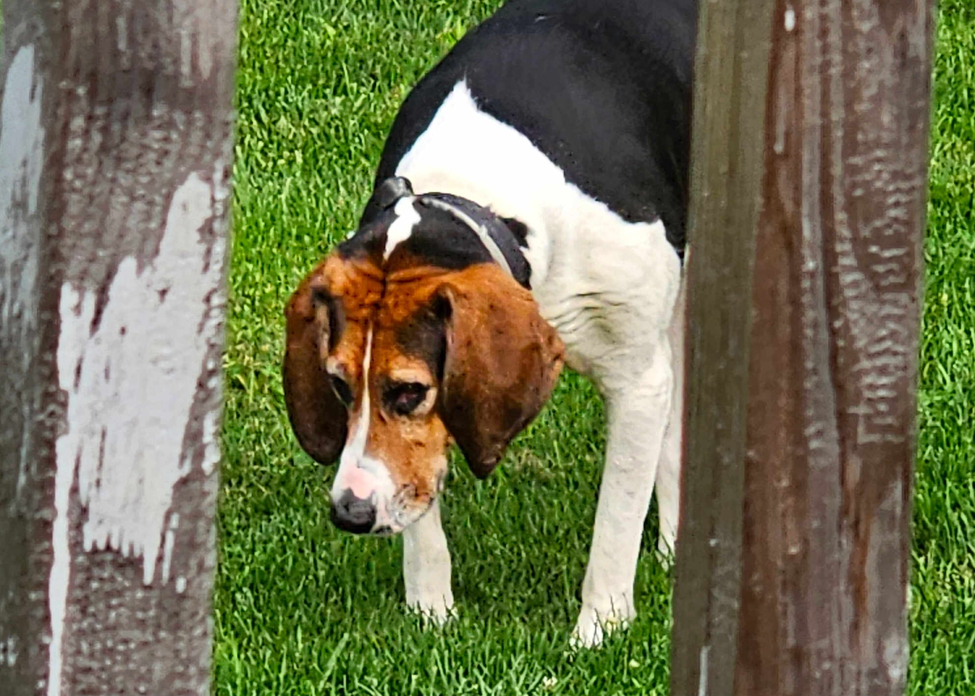 Milli Mae
