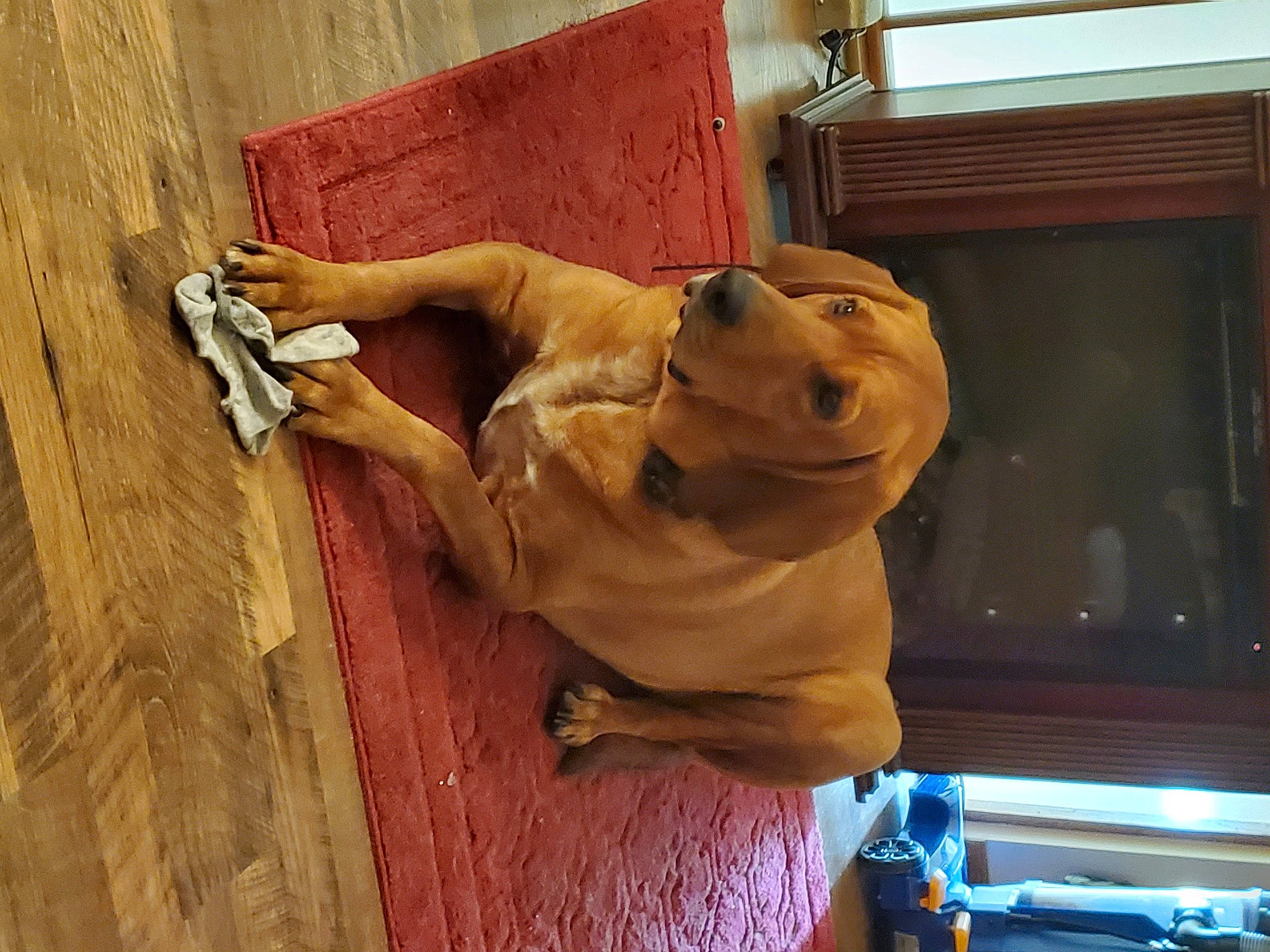 Jojorose Alice Marie