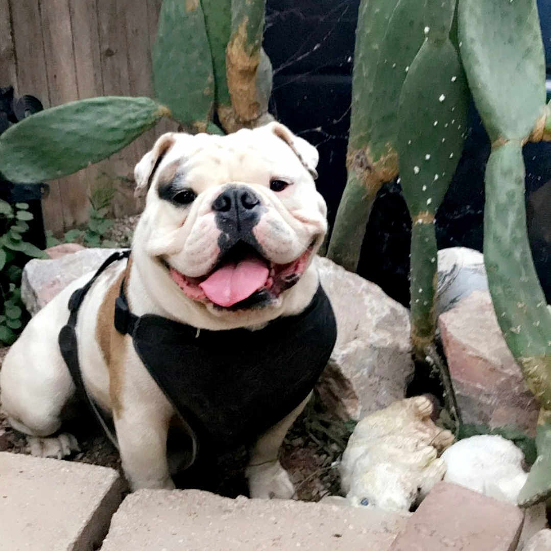 Gordo is registered to the contest to win money with this photo: animal, boxer, bulldog, cactus, canine, dog, frenchbulldog, jar, leaf, pet, pitbull, plant, planter, pottedplant, pottery, puppy, rock, slate, soil, vase