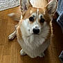 dog, corgi, pet, indoor, floor, wooden_floor, fur, ears, tail, looking_up, cute, animal, canine, domestic_animal, companion, adorable, brown_and_white, fluffy, home, blanket