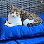 cat, tabby, white, blue_cushion, outdoor_chair, woven_furniture, pet, relaxed, resting, animal, feline, domestic_cat, cushion, seat, fur, ears, tail, face, whiskers, paws