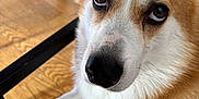 Maverick participe au concours pour gagner de l'argent avec cette photo : dog, corgi, close_up, pet, animal, indoor, wooden_floor, black_chair, fur, cute, looking_up, paw, ears, brown_and_white, canine, domestic_animal, sitting, companion, friendly, adorable
