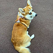 Maverick a rejoint le concours — aidez-le/la à gagner de superbes lots ! dog, corgi, pet, animal, sitting, pavement, fur, leash, harness, outdoor, looking_back, cute, fluffy, canine, tail, ears, brown, white, companion, adorable