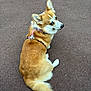 dog, corgi, pet, animal, sitting, pavement, fur, leash, harness, outdoor, looking_back, cute, fluffy, canine, tail, ears, brown, white, companion, adorable