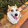 Maverick participe au concours pour gagner de l'argent avec cette photo : dog, corgi, pet, animal, outdoor, brick_pavement, greenery, leash, tongue_out, happy, fur, canine, sidewalk, nature, smiling, cute, ears_up, close_up, walk, daytime