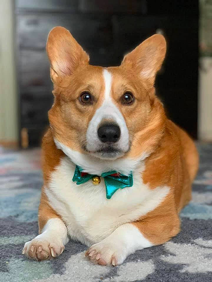 Monte is registered to the contest to win money with this photo: ancient_dog_breeds, canidae, cardigan_welsh_corgi, carnivore, companion_dog, corgi_chihuahua, dog, dog_breed, fawn, mammal, norwegian_lundehund, pembroke_welsh_corgi, rare_breed_dog, snout, vertebrate, welsh_corgi, whiskers