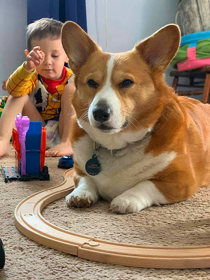 Monte joined the competition — help win amazing prizes! canidae, cardigan_welsh_corgi, carnivore, companion_dog, corgi_chihuahua, dog, dog_breed, fawn, herding_dog, mammal, pembroke_welsh_corgi, snout, vertebrate, welsh_corgi