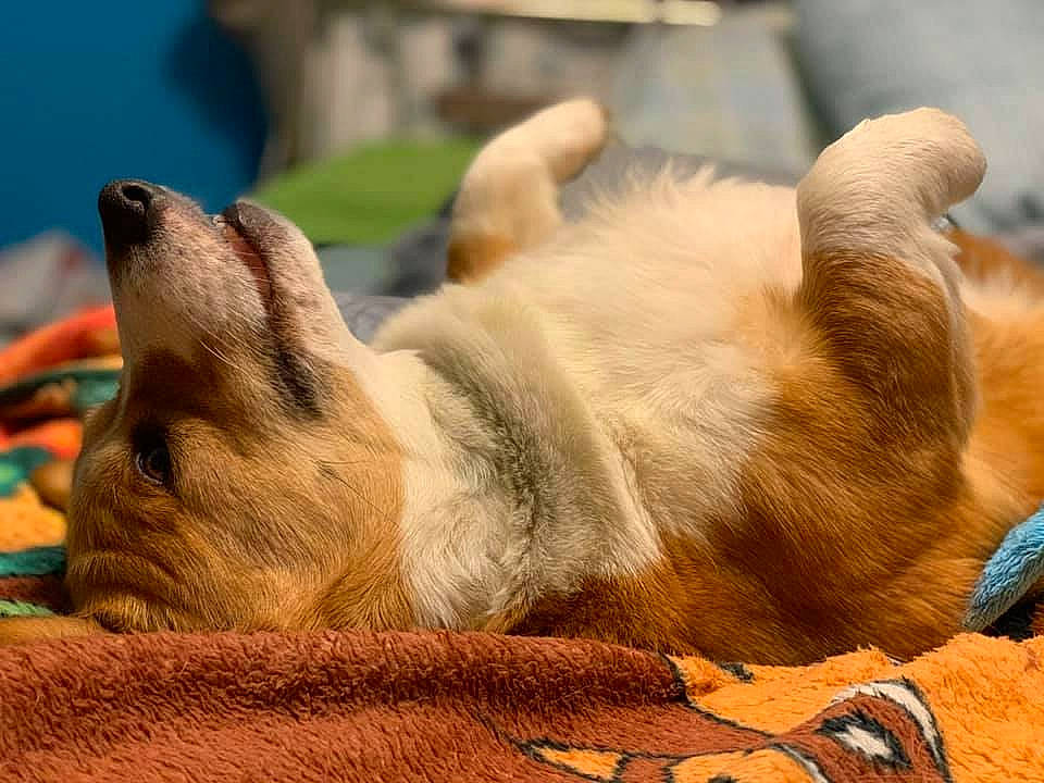 Monte joined the competition — help win amazing prizes! canidae, carnivore, cat, claw, dog, dog_breed, fawn, felidae, mammal, nap, paw, pembroke_welsh_corgi, puppy, snout, welsh_corgi, whiskers