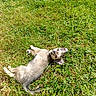 Mochi a rejoint le concours — aidez-le/la à gagner de superbes lots ! dog, puppy, grass, outdoor, sunlight, animal, pet, lying_down, greenery, nature, cute, small_dog, relaxed, ears, fur, canine, summer, playful, young, mammal