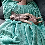 Mochi participe au concours pour gagner de l'argent avec cette photo : puppy, dog, blanket, turquoise, soft, relaxed, lying_down, indoor, feet, person, cozy, couch, nap, cute, fur, pet, sleeping, comfort, small_dog, resting