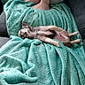 puppy, dog, blanket, turquoise, soft, relaxed, lying_down, indoor, feet, person, cozy, couch, nap, cute, fur, pet, sleeping, comfort, small_dog, resting