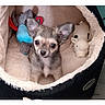 Mochi a rejoint le concours — aidez-le/la à gagner de superbes lots ! puppy, dog, chihuahua, pet_bed, toy, stuffed_animal, cozy, fluffy, cute, small, indoor, animal, fur, ears, face, looking, snug, comfort, domestic_animal, playful