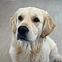dog, golden_retriever, pet, animal, close_up, portrait, fluffy, canine, indoor, sitting, brown_eyes, fur, cute, mammal, domestic_animal, young_dog, companion, friendly, soft_light, neutral_background