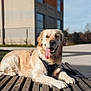 Vahina a rejoint le concours — aidez-le/la à gagner de superbes lots ! dog, golden_retriever, outdoor, bench, sunlight, tongue_out, happy, pet, canine, animal, fur, leash, daytime, wood, nature, smiling, muzzle, ears, snout, relaxed