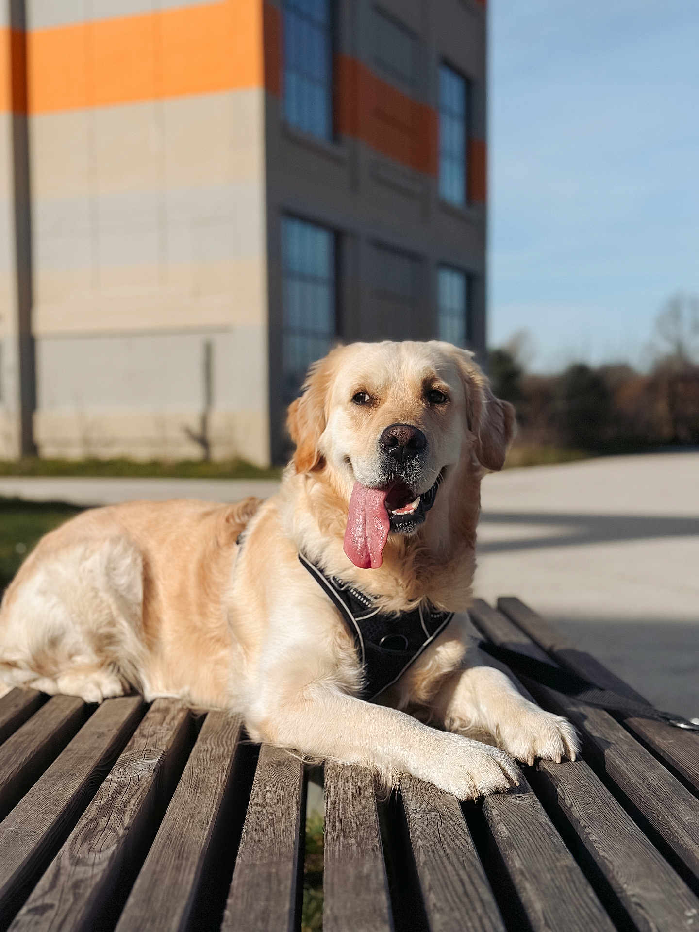 Vahina a rejoint le concours — aidez-le/la à gagner de superbes lots ! dog, golden_retriever, outdoor, bench, sunlight, tongue_out, happy, pet, canine, animal, fur, leash, daytime, wood, nature, smiling, muzzle, ears, snout, relaxed