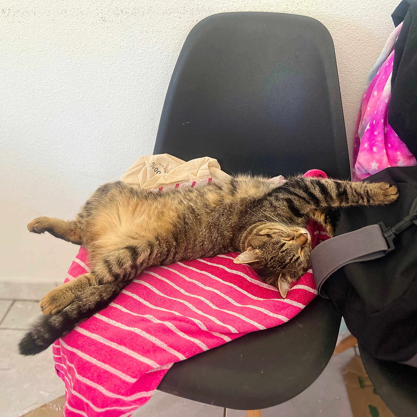 Bubulle a rejoint le concours — aidez-le/la à gagner de superbes lots ! accessories, animal, armchair, backpack, bag, baggage, blanket, cat, chair, cushion, furniture, handbag, homedecor, kitten, person, pet, racket, sleeping, sport, tennis