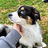 Bia. participe au concours pour gagner de l'argent avec cette photo : animal, black, brown, companion, cute, dog, domestic_animal, fluffy, fur, grass, hand, looking_up, nature, outdoor, pet, puppy, sitting, tricolor, white, young