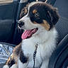 Bia. participe au concours pour gagner de l'argent avec cette photo : animal, canine, car, car_interior, companion, cute, daylight, dog, domestic_animal, fur, happy, leash, pet, puppy, seat, sitting, tongue_out, tricolor, window, young