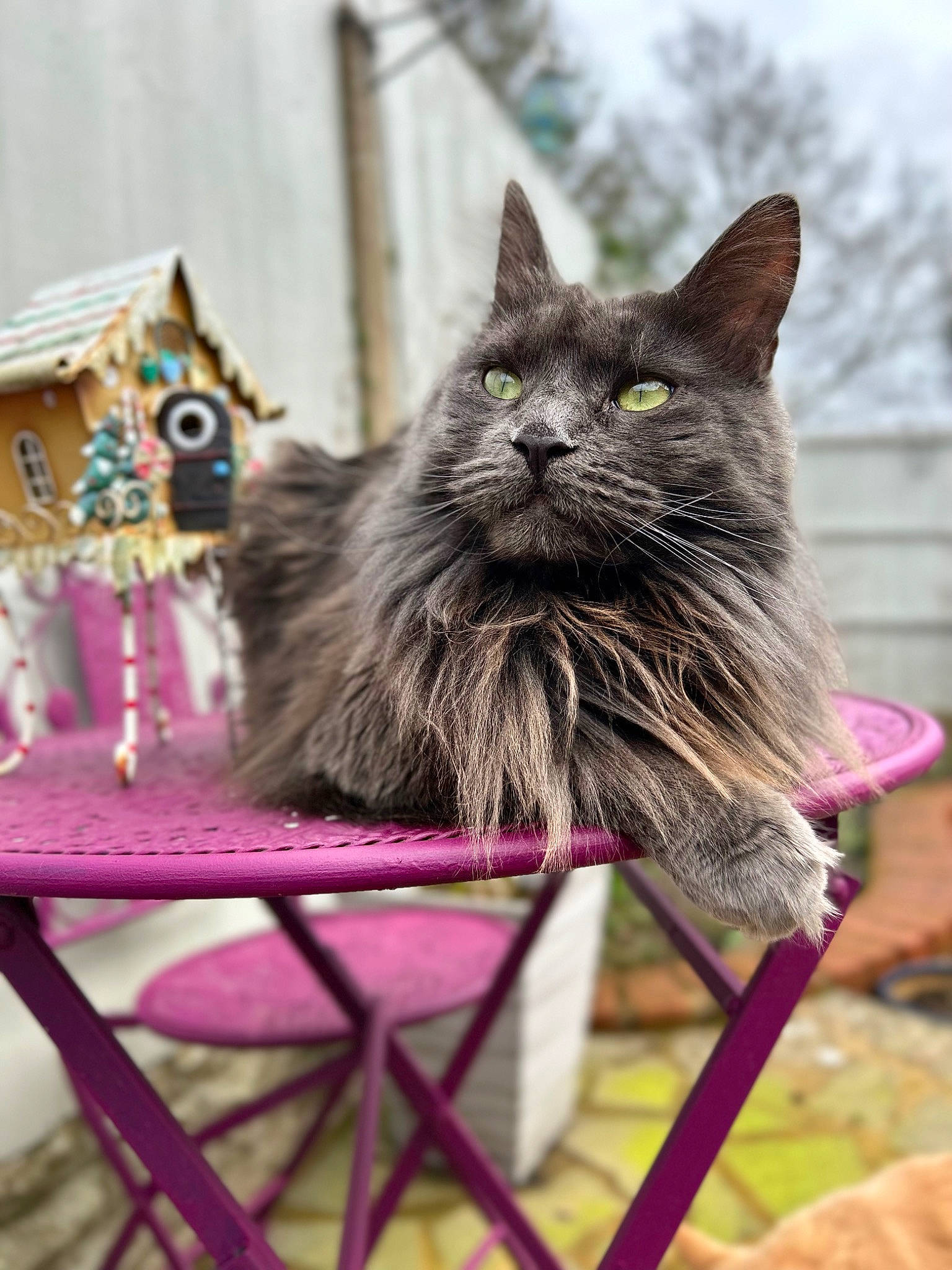 Nancy joined the competition — help win amazing prizes! carnivore, cat, chair, domestic_short_haired_cat, event, felidae, fur, grass, grey, plant, small_to_medium_sized_cats, table, whiskers