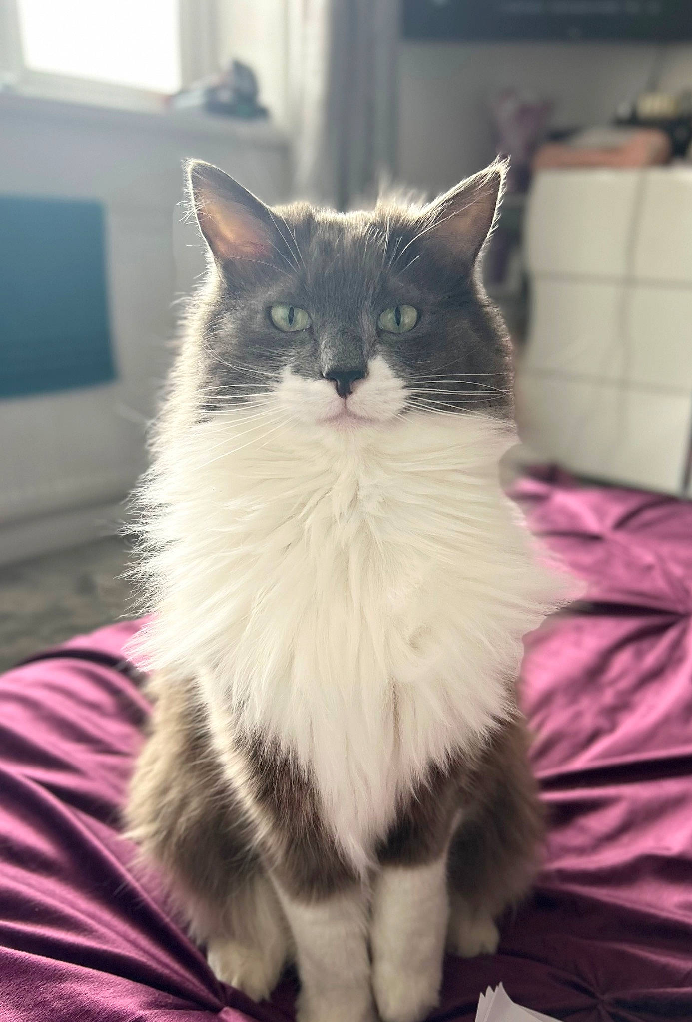 Clarence joined the competition — help win amazing prizes! black_cat, box, british_longhair, carnivore, cat, claw, comfort, domestic_short_haired_cat, felidae, fur, monochrome_photography, paw, sitting, small_to_medium_sized_cats, snout, tail, whiskers, window