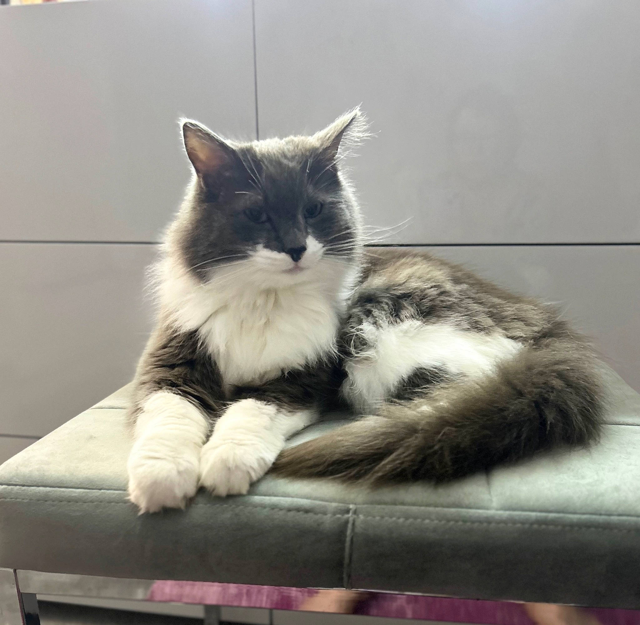 Clarence is registered to the contest to win money with this photo: box, british_longhair, carnivore, cat, cat_furniture, cat_supply, claw, comfort, domestic_short_haired_cat, felidae, fur, grey, monochrome_photography, paw, sitting, small_to_medium_sized_cats, snout, tail, whiskers, window