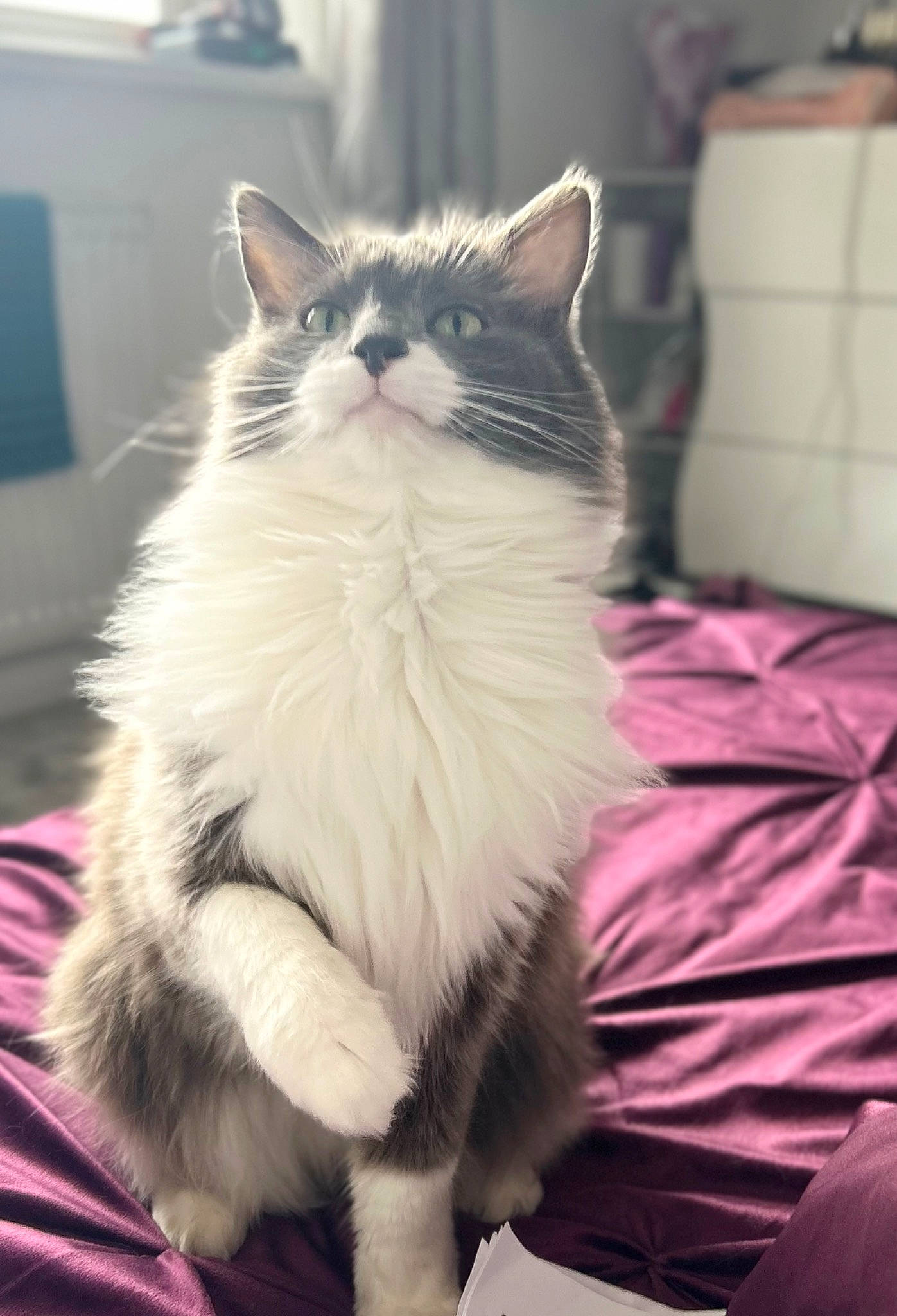 Clarence is registered to the contest to win money with this photo: british_longhair, carnivore, cat, claw, comfort, domestic_short_haired_cat, eye, felidae, fur, human_leg, maine_coon, paw, sitting, small_to_medium_sized_cats, snout, tail, whiskers, window