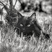 Tao participe au concours pour gagner de l'argent avec cette photo : animal, black_and_white, black_cat, cat, close_up, domestic_animal, ears, eyes, feline, fur, grass, mammal, monochrome, nature, outdoor, portrait, relaxing, soft_focus, whiskers, wildlife