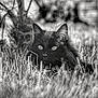 animal, black_and_white, black_cat, cat, close_up, domestic_animal, ears, eyes, feline, fur, grass, mammal, monochrome, nature, outdoor, portrait, relaxing, soft_focus, whiskers, wildlife