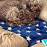 dog, curly_fur, sleeping, couch, pillow, blanket, blue, white_stars, beige, cozy, indoor, pet, fur, resting, curled_up, home, comfort, animal, relaxation, furniture