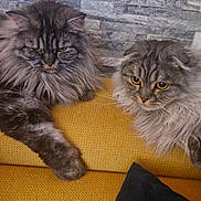 Wilo participe au concours pour gagner de l'argent avec cette photo : cat, feline, fluffy, long_hair, mustard_couch, stone_wall, indoor, pet, resting, two_animals, relaxed, yellow_eyes, gray_fur, domestic_animal, cozy, living_room, fur, animal_pair, cute, companions