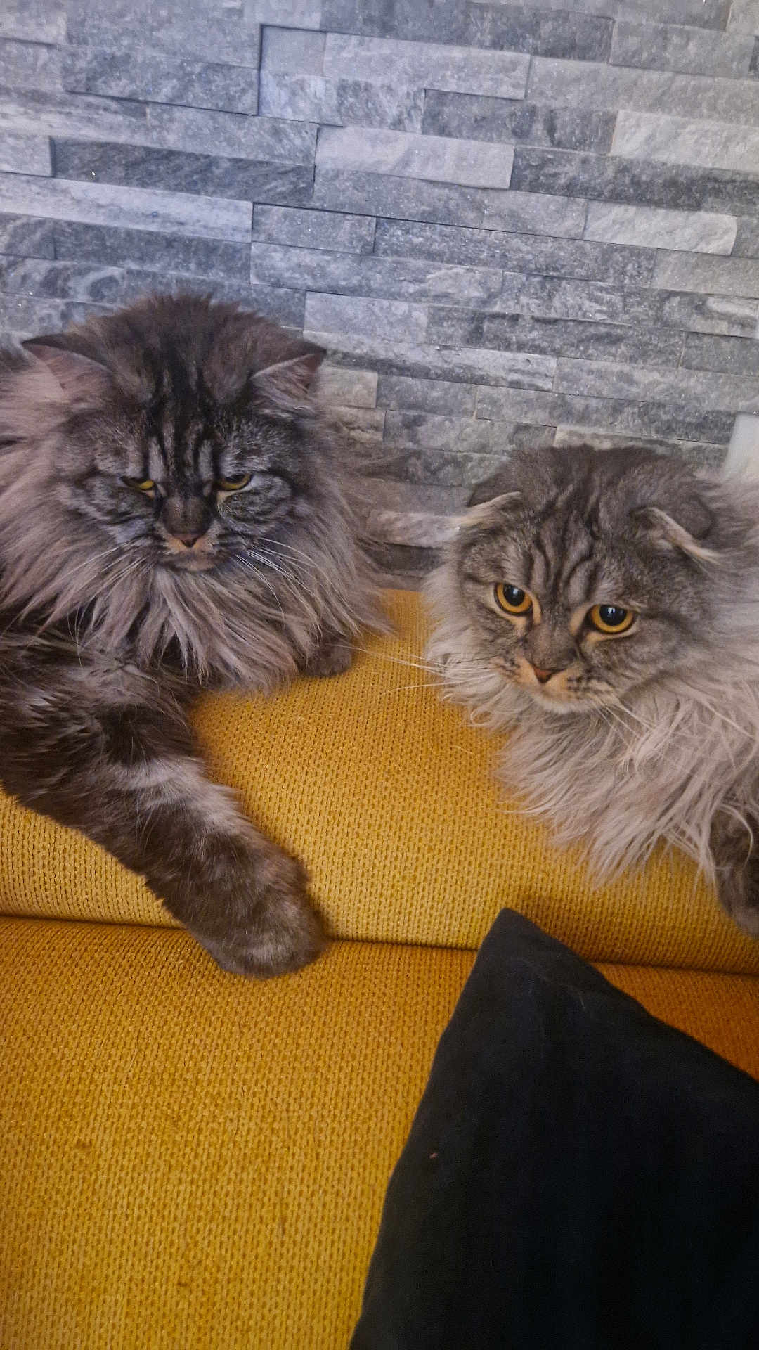 Wilo participe au concours pour gagner de l'argent avec cette photo : cat, feline, fluffy, long_hair, mustard_couch, stone_wall, indoor, pet, resting, two_animals, relaxed, yellow_eyes, gray_fur, domestic_animal, cozy, living_room, fur, animal_pair, cute, companions
