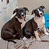 Bajie And Ruby joined the competition — help win amazing prizes! dogs, puppies, black_and_white, sitting, blanket, bed, indoor, pets, animals, canine, short_hair, floppy_ears, white_chest, white_paws, facial_markings, portrait, two_dogs, cute, home, resting