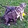 Bajie And Ruby
