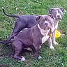 Bajie And Ruby is registered to the contest to win money with this photo: dogs, two_dogs, canine, pet, sitting, standing, outdoors, grass, lawn, portrait, animal, brown_dog, white_markings, short_hair, floppy_ears, tail, playful, backyard, yellow_toy, leaves