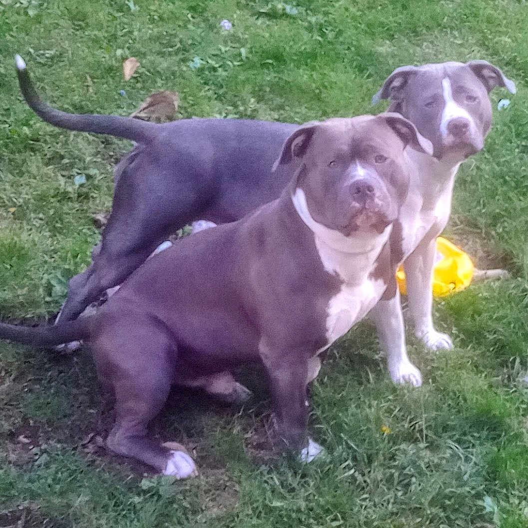 Bajie And Ruby