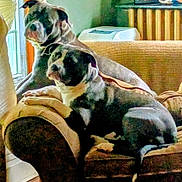 Bajie And Ruby is registered to the contest to win money with this photo: dog, dogs, pet, canine, bulldog, black_and_white, spotted, sitting, lying_down,  cuddling, indoors, home, living_room, armchair, couch, blanket, window, furniture, portrait, cozy