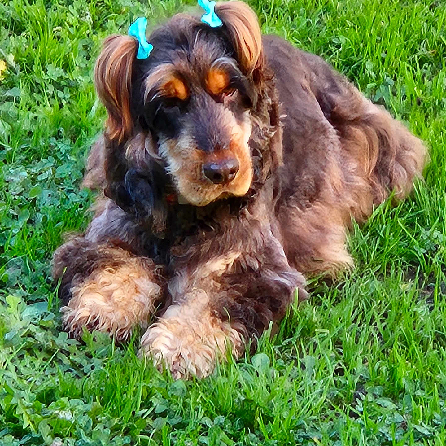 Tasha participe au concours pour gagner de l'argent avec cette photo : animal, ball, canine, cockerspaniel, dog, field, football, grass, grassland, green, lawn, nature, outdoors, pet, plant, puppy, soccer, soccerball, sport, terrier